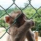 PETA Rejoices As Harvard Shuts Down Primate Research Center