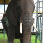 PETA Urges the USDA to Save Abused Elephant Named Nosey