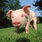 PETA Wants Violent “Greased Pig” Contest Canceled Immediately
