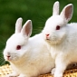 PETA's Reaction to Animal Rights Activists Being Called “Rabbit People” by LAPD Commander