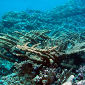 Pacific Ocean Reveals Rare Coral Reef