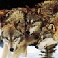 Pack of Wolves Gets the Death Sentence from Washington State Authorities