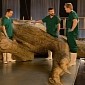 Paleontologists Build Then Autopsy Life-Sized T. Rex Replica