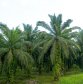 Palm Oil, a Dangerous Solution for Biofuels
