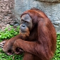 Palm Oil Industry Leaves the Orangutans Homeless