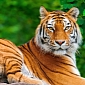 Pamela Anderson Now a Supporter of TigerTime