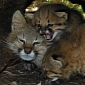 Pampas Kittens Born at Wildlife Park in Uruguay