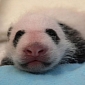 Panda Cub at Smithsonian's National Zoo Undergoes Her First Veterinary Exam