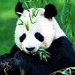 Panda Fakes Pregnancy to Get Better Food, Live a Life of Luxury