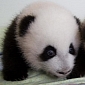 Panda Family Thriving at Zoo Atlanta
