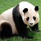 Pandas Now Threatened by China's Decision to Sell Collective Forests