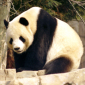 Pandas Warm China-Taiwan Diplomatic Relations
