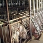 Papa John's Moves to Eliminate Gestation Crates from Its Pork Supply Chain