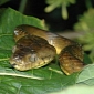 Parachuted Mice Attack Launched on Guam Snakes