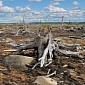 Paraguay's Government Agrees to Extend Zero Deforestation Law for Another 5 Years