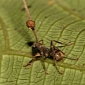 Parasite Prevents Ants from Becoming Zombies