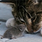 Parasite Rids Mice of Their Fear of Cats