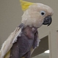 Parrot Rescued from a Meth Lab Has No Feathers, Is Now Regrowing Them