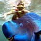 Parrotfish Photobombs Snorklers, and It's Totally Adorable