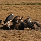Parsi Community Wants Vultures to Feed on Their Dead