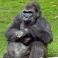 Pattycake, Beloved New York-Born Gorilla, Dies at 40