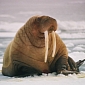 Paul McCartney Takes Walrus Identity and Blogs for the Arctic