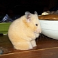 Paw-less Hamster Now Quite the Internet Sensation