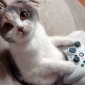 Paws on the Controller