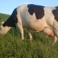 Farmer Trading Pregnant Cow for iPhone 4