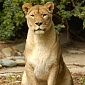 Peculiarly Sexually Active Lioness Mates Way Too Often