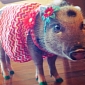 Penelope Popcorn Is the Best Dressed Pig on the Internet
