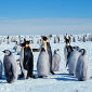 Penguin Colony in the Antarctic Disappears