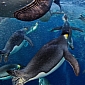 Penguin Photo Snags Top Award at Wildlife Photography Competition