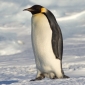 Penguins Are Waving "Goodbye"