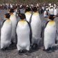 Penguins Employed in the Investigations Over Global Warming