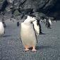 Penguins Evolve a Lot Faster than Calculated