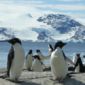 Penguins' Voice Reveals Fat “Daddies”