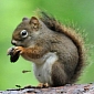Pensioner Uses Air Rifle to Kill Squirrel, Ends Up in Court