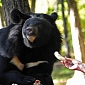Pensioners Looking After 10 Bears Want to Find a New Home for Them
