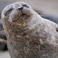 People Kicking and Abusing Seals in San Diego Are Caught on Camera