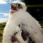 Peregrine Falcon Chicks Hatch, Parents Could Not Be Prouder
