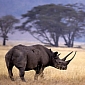 Permit to Hunt, Kill Rare Black Rhino Sells for $350,000 (€255,988) at Auction