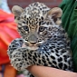 Persian Leopard Cub Makes His Public Debut at Budapest Zoo