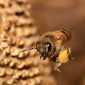 Pesticide May Be Causing US Honeybee Population Collapse