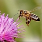 Pesticides That Kill Bees Also Impair Fetal Brain Development in Humans
