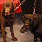 Pet Labradors Are Record-Setting Blood Donors