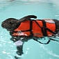 Pet Rabbit Takes Up Swimming, Hopes to Cure Her Arthritis
