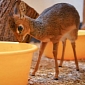 Petite Dik-Dik at Chester Zoo Is Raising Her Younger Brother