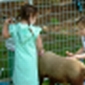 Petting Zoos Can Transmit Diseases
