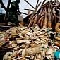 Philippines Readies to Destroy National Ivory Stock